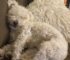Florida Family Who Mourned Their Dog For Years Receives News They Never Thought Possible