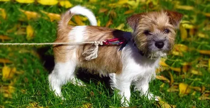 Fo-Tzu: Unleashing the Charm of the Toy Fox Terrier Shih Tzu Mix