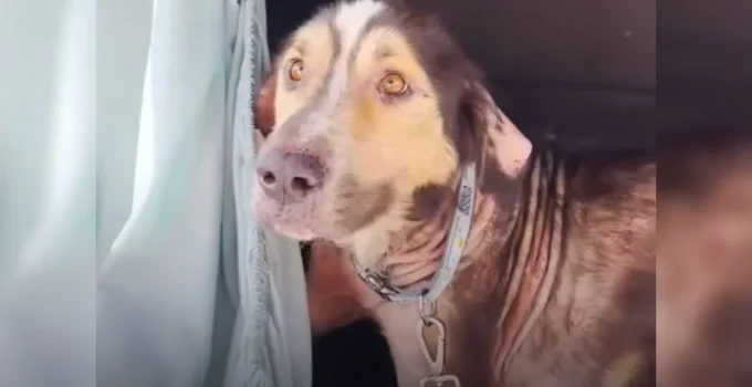 Sweet Stray Dog Jumped Into This Woman’s Car In Hopes That She Would Adopt Him