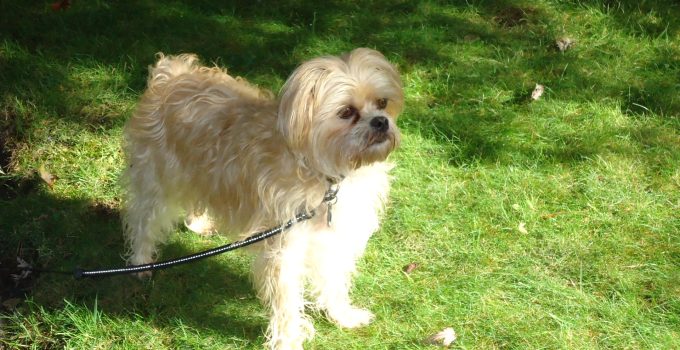 Griffichon: How to Care for Your Lively and Loving Mixed Breed