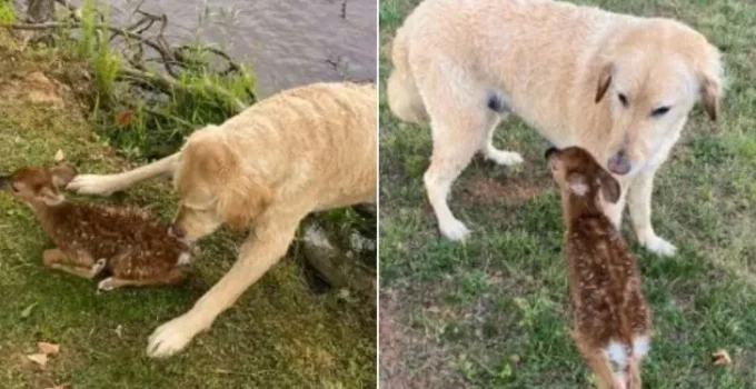 Brave Goldendoodle Rescues A Baby Fawn From Drowning In A Lake