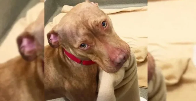 This Pittie Makes His Bed Every Day To Show He’s A Good Boy Ready For Adoption