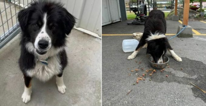 Idaho Shelter Staff Heartbroken After Finding A Terrified Border Collie Mix Tied Up To Their Donation Shed