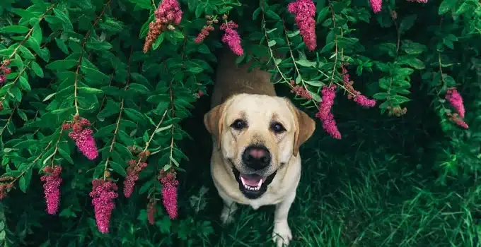 Is Celosia Toxic to Dogs? Unveiling the Truth Behind the Vibrant Blooms