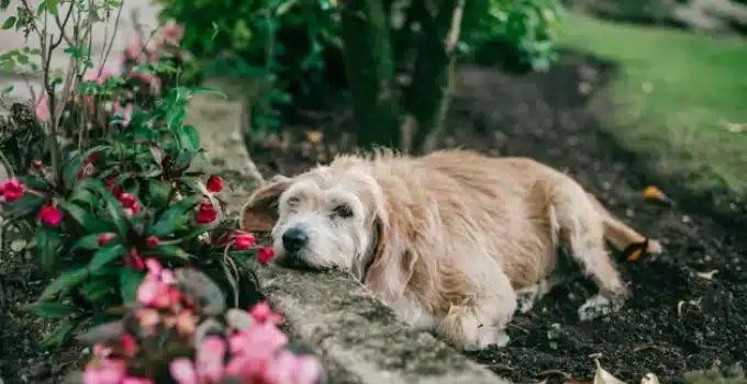 Is Dianthus Toxic to Dogs?