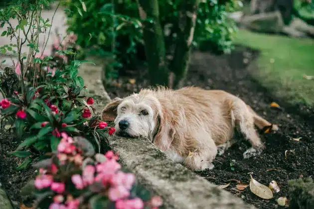 Is Dianthus Toxic to Dogs?