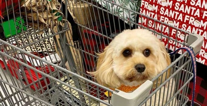 Is Hobby Lobby Dog Friendly? Navigating the Aisles with Your Four-Legged Friend