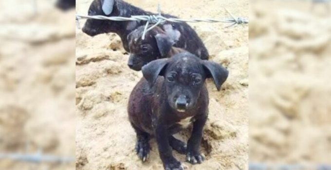 Farmer Was Shocked To See Small Puppies Lying On An Old Blanket And Realized He Had To Help