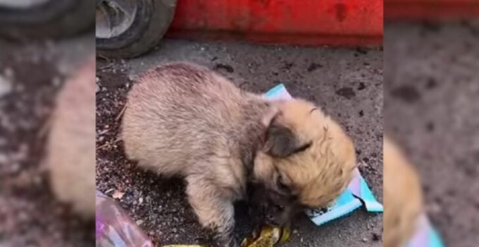 Kind People Rescue A Sad Puppy Who Crawled Around The Trash, Hoping To Find Some Leftovers