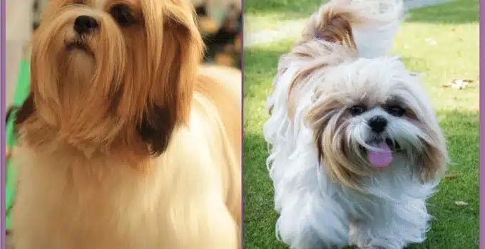 Lhasa Apso vs Shih Tzu: Unraveling the Charm of These Ancient Breeds