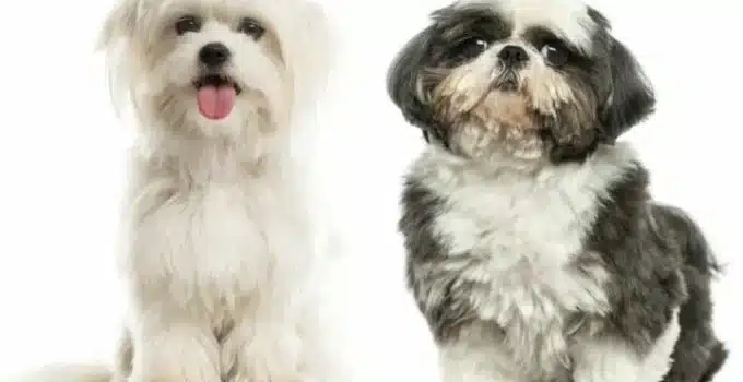 Maltese vs Shih Tzu: The Showdown!