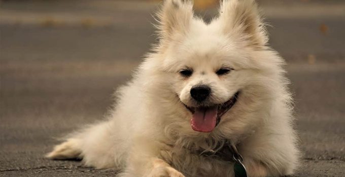 The Maltipom Mix: Blending Cuteness with Intelligence in Your Lap