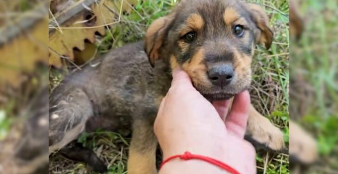 Man Finds A Sick Puppy Living In The Woods Only Days Before The Inevitable