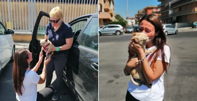 Little Chihuahua Reunited With Her Family After 8 Years Of Separation