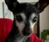 Missouri Family Surrenders Their Senior Dog After 16 Years And Leaves Rescuers Heartbroken