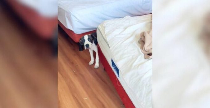 Motel Housekeeper Comes Across A Heartbreaking Surprise Left In One Of The Rooms