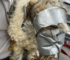 Nebraska Humane Staff Found A Family’s Missing Puppy Beneath Layers Of Tape
