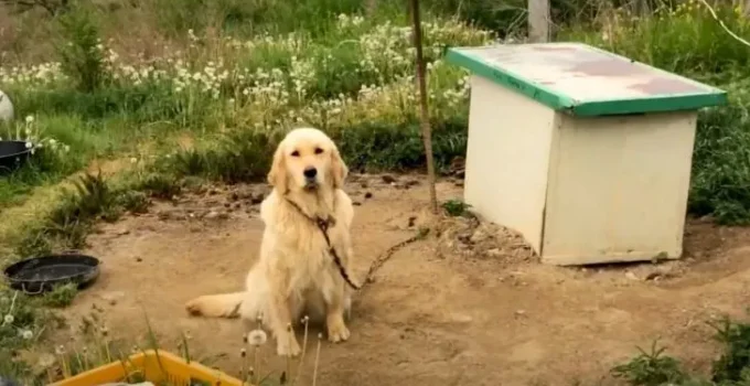 Neglected Dog Tied To A Chain Never Experienced Love Until A Good Person Came In Her Life