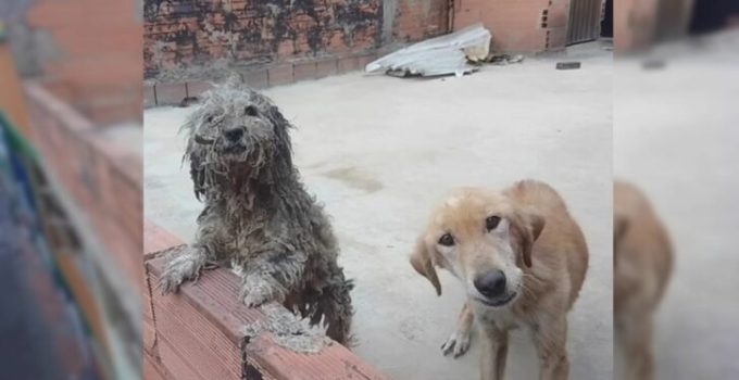 Neighbors Shocked To See Two Furry Babies Locked On The Rooftop, Begging For Food And Help