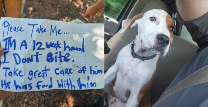 Officers Were Stunned When They Read The Note Found Next To The Abandoned Puppy