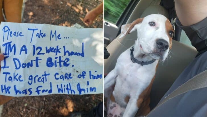 Officers-Were-Stunned-When-They-Read-The-Note-Found-Next-To-The-Abandoned-Puppy