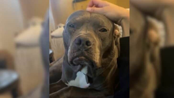 Old-Looking-Dog-Overlooked-At-Shelter-For-Months-Because-He-Looks-Mean-To-People