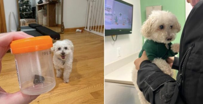 Owner Notices Her Dog Started Coughing A Lot And Was Surprised When A Vet Revealed The Cause