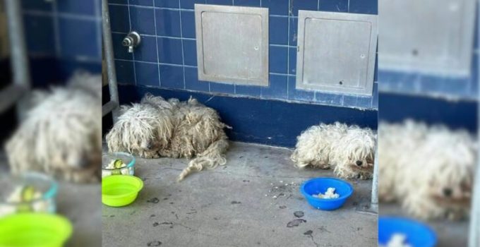 Two Dogs Found Refuge in a California School, Until a Special Person Stepped In to Help