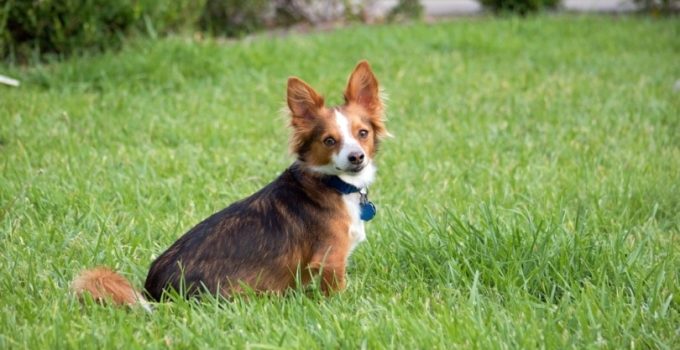 The Essential Papastzu Handbook: Caring for Your Papillon and Shih Tzu Mix