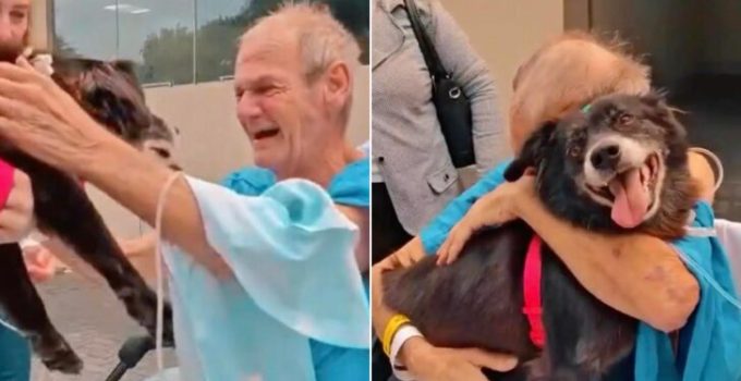 Patient Miraculously Recovered After Being Reunited With His Furry Companion At The Hospital