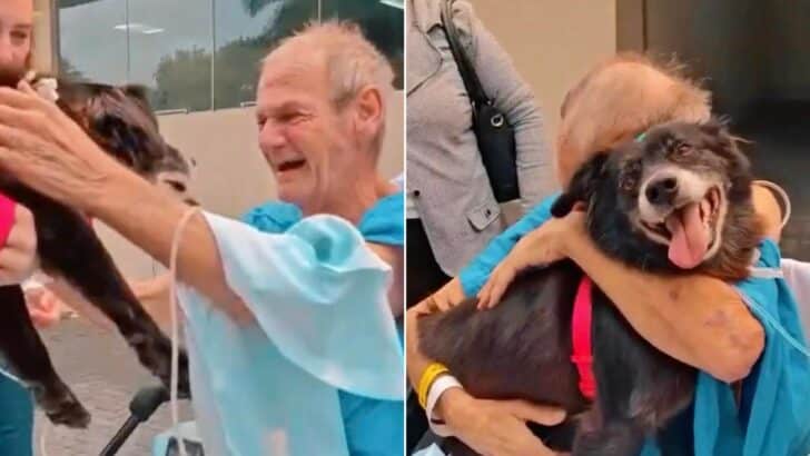 Patient-Miraculously-Recovered-After-Being-Reunited-With-His-Furry-Companion-At-The-Hospital