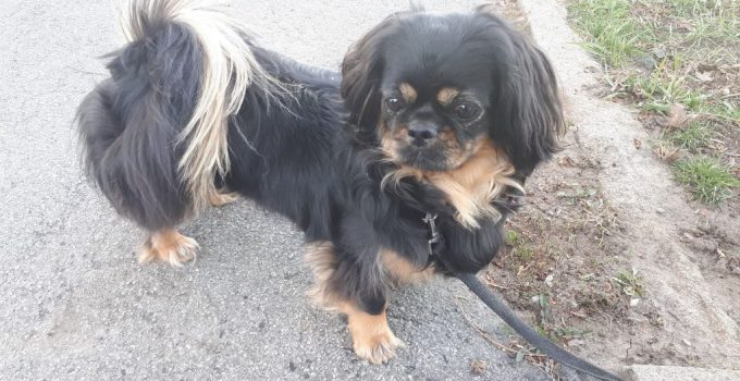 Pekehund: Uncovering the Charm of the Pekingese-Dachshund Mix