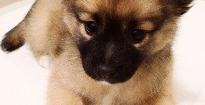 Pom-A-Pug Perfection: Your Ultimate Guide to the Adorable Hybrid