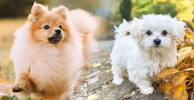 Pomeranian vs Maltese: Choosing the Right Breed for You