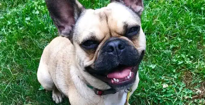 Frenchie Pug: Your Guide to the French Bulldog Pug Mix