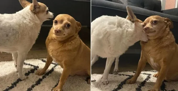 Rescue Chihuahua Has the Funniest Expression That Instantly Makes Everyone Smile