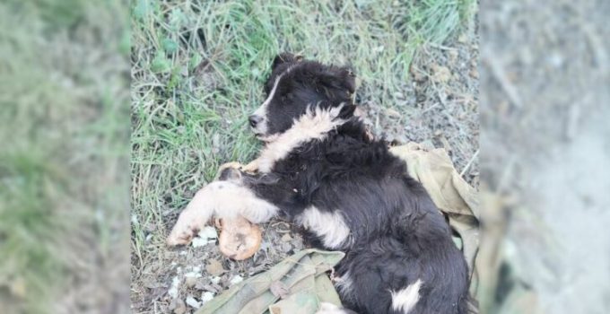 Abandoned Dog Was Sleeping On An Old Shirt And Desperately Hoping His Owner Would Come Back For Him