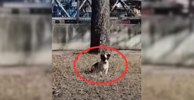 Rescuer’s Life Transformed After Saving Stray Puppy from Busy Road