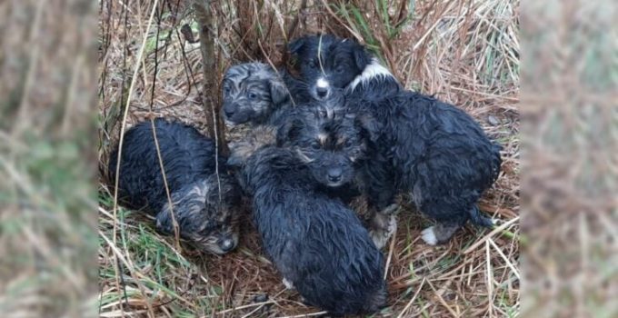 Rescuers Received A Call About A Litter Of Puppies On A Mountain Top So They Rushed To Help