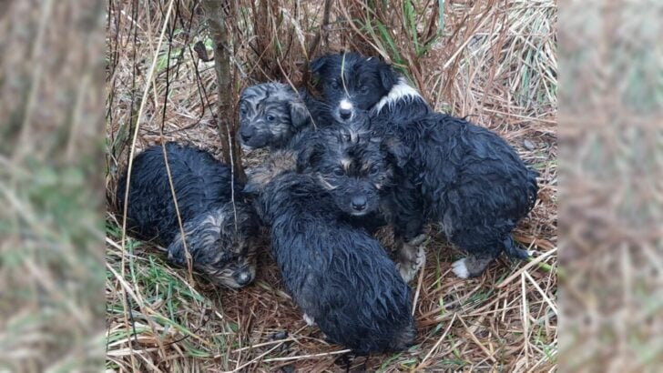 Rescuers-Received-A-Call-About-A-Litter-Of-Puppies-On-A-Mountain-Top-So-They-Rushed-To-Help