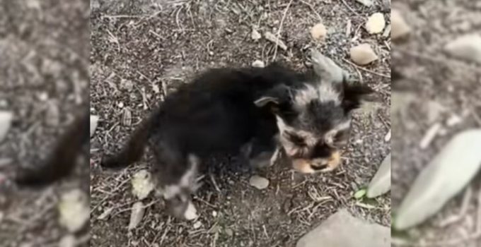 Rescuers Stumble Upon The Tiniest Pup In The Middle Of The Road And Decide To Help