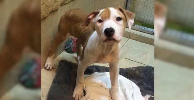 Anxious Dog Who Lived Her Life In A Dirty Cage Finally Learns Freedom Around Her New Humans