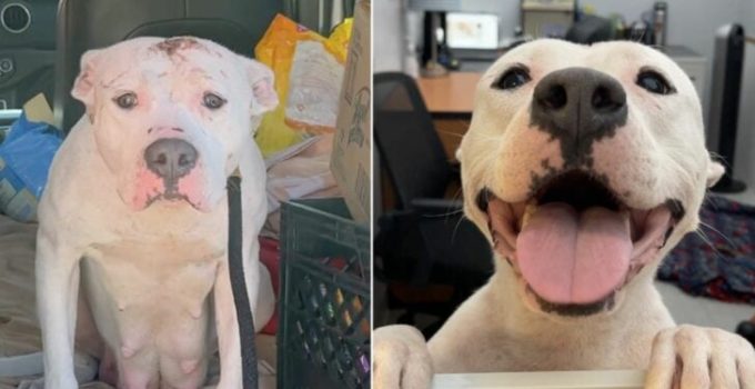 Scared Mom Dog Found With Her 4 Pups In An Abandoned Backyard…Now She Has The Sweetest Smile