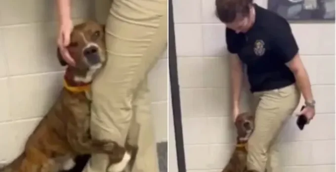 A Scared Shelter Pup That Wouldn’t Let Go Of A Workers Leg Finally Gets Adopted