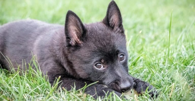 Schipperke