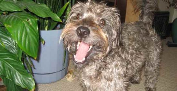 Discovering the Scotchon: The Scottish Terrier Bichon Frise Mix