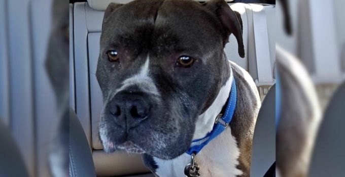 Senior Dog Was Surrendered To The Shelter By Owner Even Though He Did “Nothing Wrong”