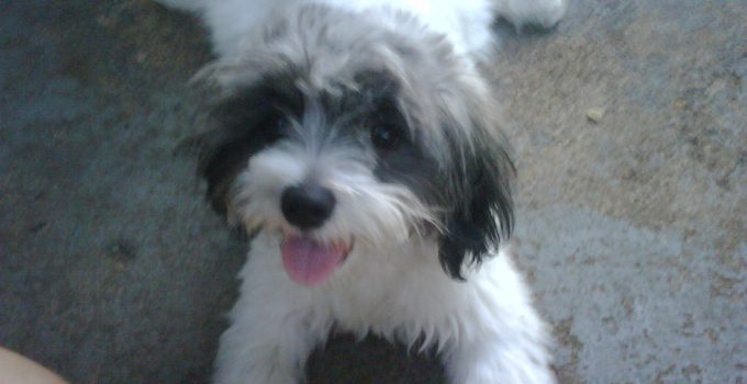 A Tail of Two Breeds: Discovering the Loveable, Loyal Shelchon