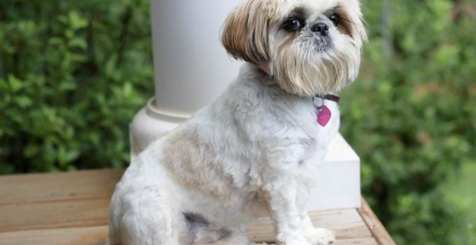 The Shiffon Revealed: Uncovering the Secrets of a Unique Designer Dog