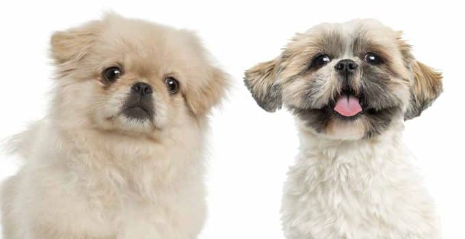 Shih Tzu vs Pekingese: Battle of the Royal Fluffballs!